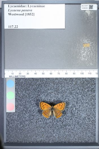 Media type: image;   Entomology 66383